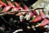 Modern Mirror Drop - Silver Earrings - zaphire_kuranda